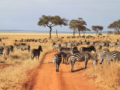 herd-zebras-tarangire-park