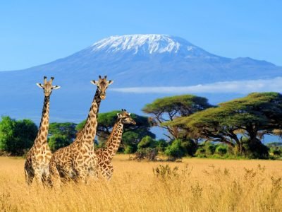 kilimanjaro national park
