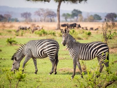 Zebras on the savanna in Tanzania, Africa.